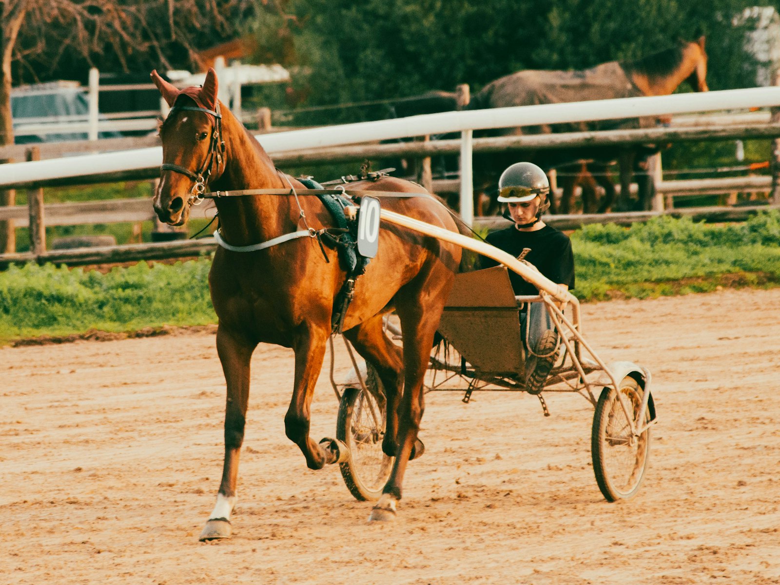 Course de trot à l’hippodrome de la Côte d’Azur, à Cagnes-sur-Mer